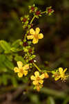 Roundpod St. Johnswort